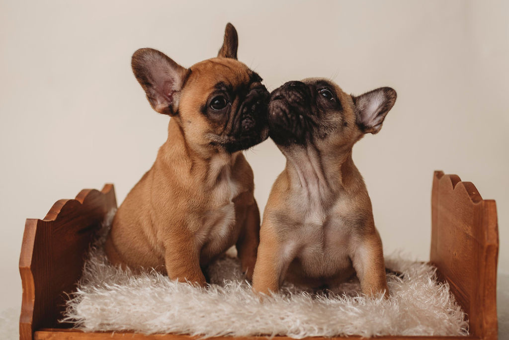Puppies Kissing