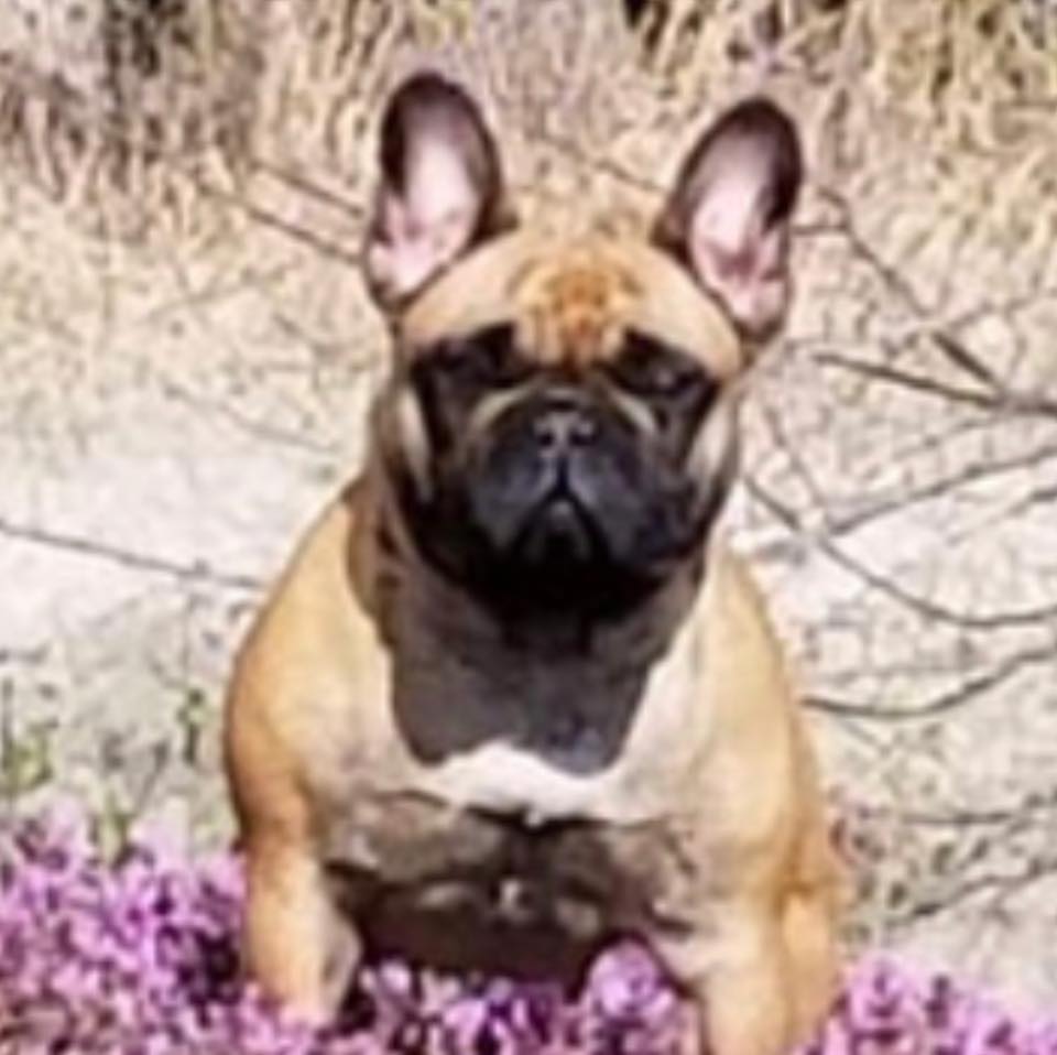 BB in Flowers