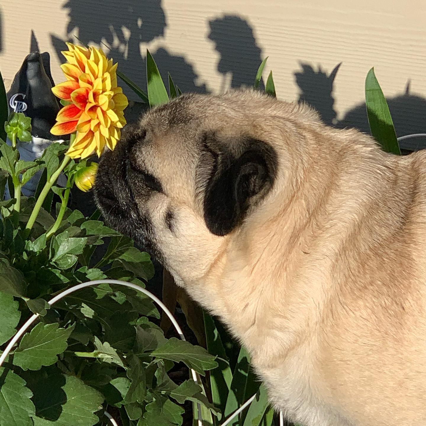 Gidget and Flower