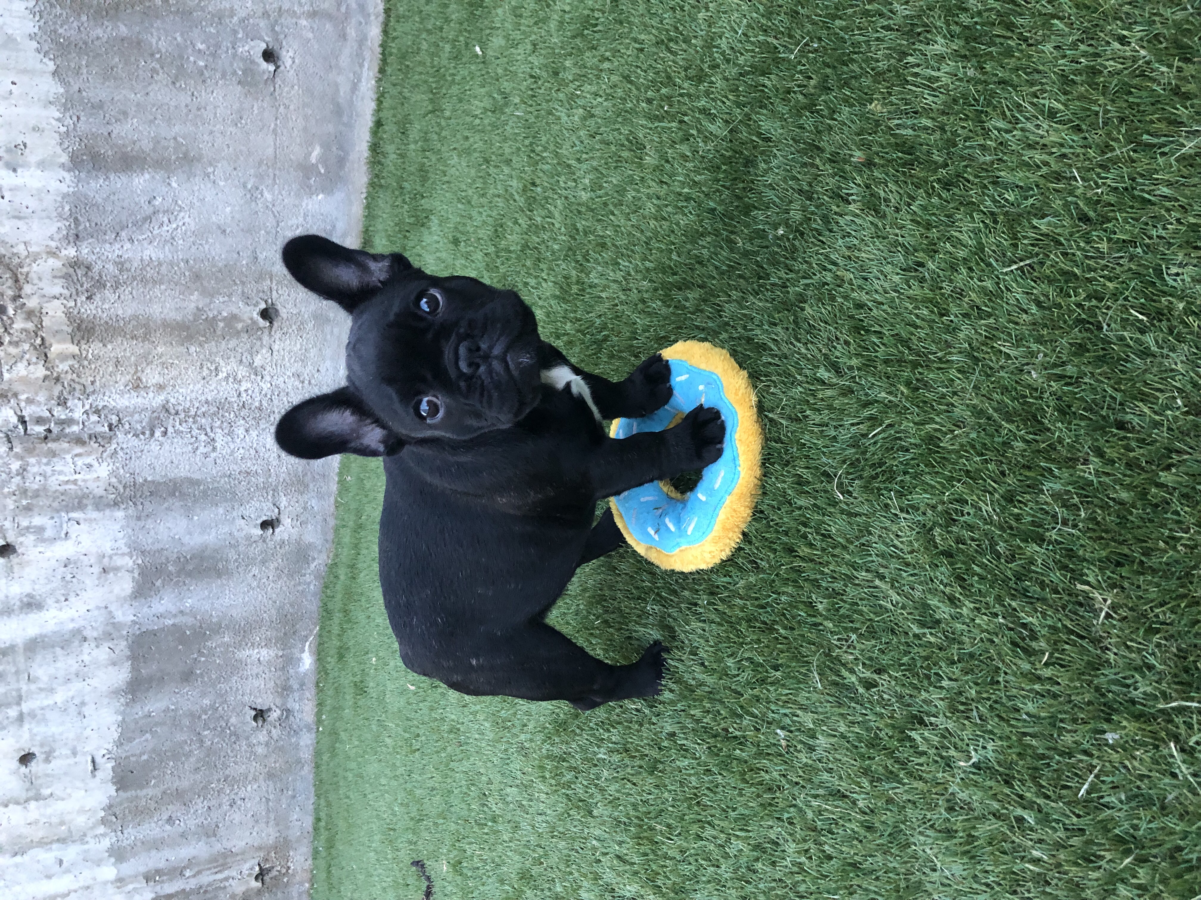 Remy on toy