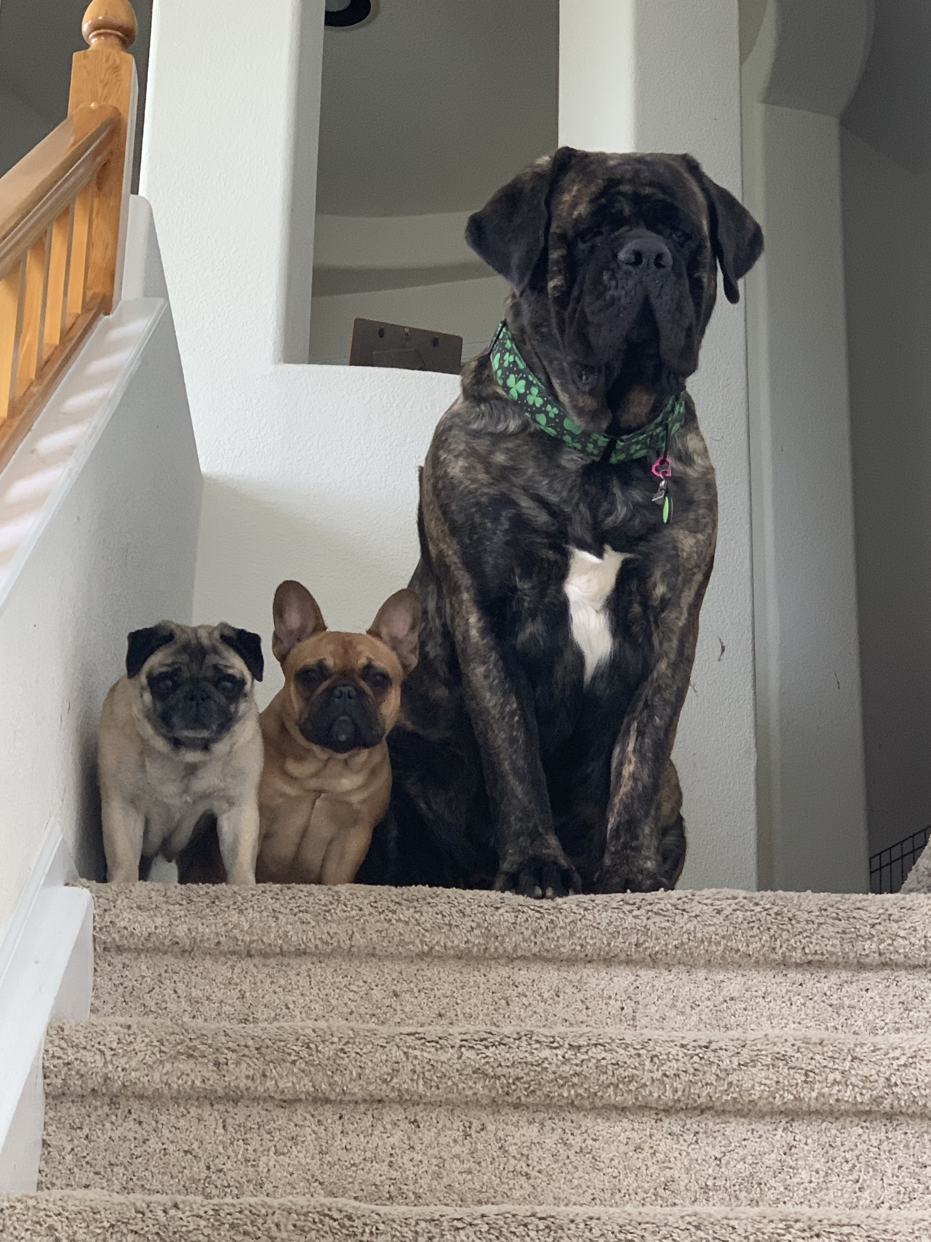 Gidget, Xyla, and Ataliva